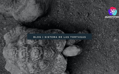 Turtle System 2023